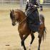 Alabama All Arabian Horse Show